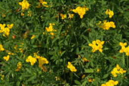 Lotus corniculatus Gewone rolklaver bestellen